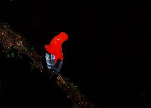 Cock of the Rock
