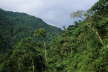 Rainforest