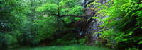 Scottish Woodland