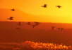 Snow Geese - First Rays